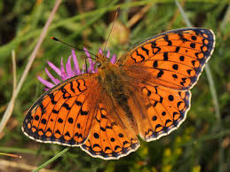 Attēlu rezultāti vaicājumam “Argynnis niobe underside”