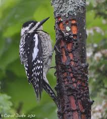 Image result for Sphyrapicus varius