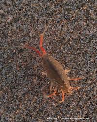 Attēlu rezultāti vaicājumam “Talitrus saltator”