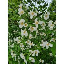 Attēlu rezultāti vaicājumam “Philadelphus lemoinei”