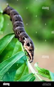Attēlu rezultāti vaicājumam “Deilephila elpenor larva”