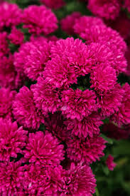 Image result for Aster novi-belgii