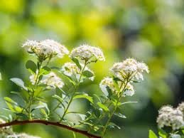 Attēlu rezultāti vaicājumam “Spiraea chamaedryfolia flower”