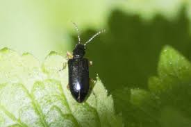 Attēlu rezultāti vaicājumam “Orsodacne cerasi”