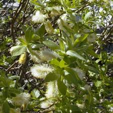 Attēlu rezultāti vaicājumam “Salix pentandra flower”