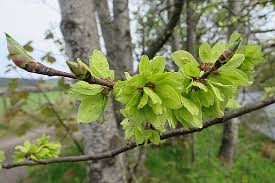 Attēlu rezultāti vaicājumam “Ulmus glabra flower”