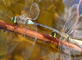 Attēlu rezultāti vaicājumam “Anax parthenope”