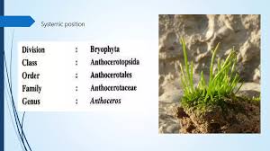 Attēlu rezultāti vaicājumam “Anthocerotopsida”