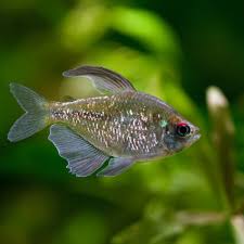 Attēlu rezultāti vaicājumam “Bilimbia tetramera”