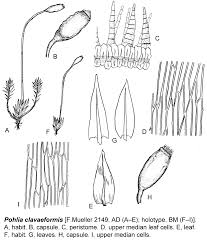 Attēlu rezultāti vaicājumam “Pohlia cruda”