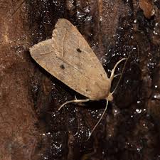 Attēlu rezultāti vaicājumam “Agrochola helvola imago”