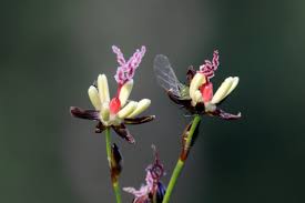 Attēlu rezultāti vaicājumam “Juncus gerardii”