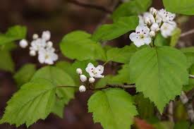 Attēlu rezultāti vaicājumam “Crataegus x macrocarpa”