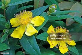 Image result for Johanniskraut