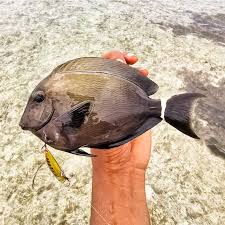 Image result for Acanthurus blochii