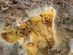 Attēlu rezultāti vaicājumam “Crustoderma dryinum”