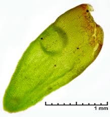 Attēlu rezultāti vaicājumam “Gymnocolea inflata”