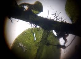 Attēlu rezultāti vaicājumam “Rhizomnium punctatum”