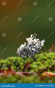 Attēlu rezultāti vaicājumam “Clavulina cinerea”