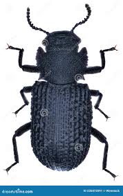 Attēlu rezultāti vaicājumam “Bolitophagus reticulatus larva”