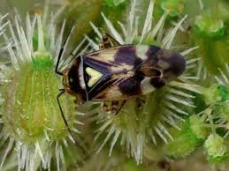 Attēlu rezultāti vaicājumam “Orthops basalis”