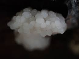 Attēlu rezultāti vaicājumam “Symphytocarpus flaccidus”