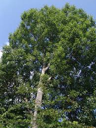 Attēlu rezultāti vaicājumam “Populus x gileadensis”