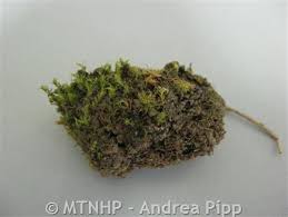 Attēlu rezultāti vaicājumam “Bryum pallens”