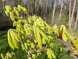 Attēlu rezultāti vaicājumam “Aesculus hippocastanum”