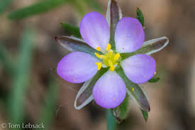 Attēlu rezultāti vaicājumam “Spergularia rubra”