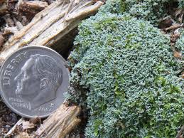 Attēlu rezultāti vaicājumam “Cladonia caespiticia”