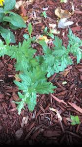Attēlu rezultāti vaicājumam “Artemisia vulgaris leaf”