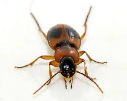 Attēlu rezultāti vaicājumam “Badister bullatus”