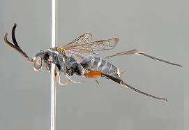 Attēlu rezultāti vaicājumam “Pompilidae”