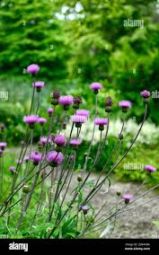 Attēlu rezultāti vaicājumam “Cirsium heterophyllum flower”