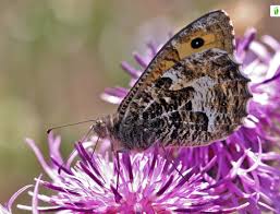 Attēlu rezultāti vaicājumam “Hipparchia semele”