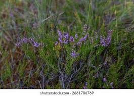 Attēlu rezultāti vaicājumam “Dactylorhiza russowii leaf”