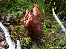 Attēlu rezultāti vaicājumam “Gyromitra infula”