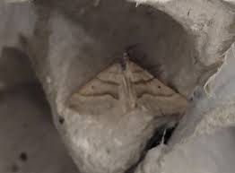 Attēlu rezultāti vaicājumam “Incurvaria oehlmanniella”