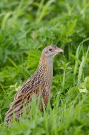 Image result for Crex crex