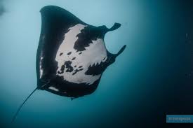 Image result for Mobula birostris