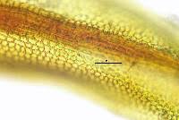 Attēlu rezultāti vaicājumam “Didymodon tophaceus”