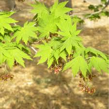 Attēlu rezultāti vaicājumam “Acer pseudosieboldianum”