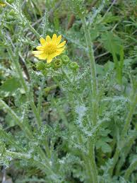 Attēlu rezultāti vaicājumam “Senecio vernalis”