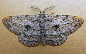 Attēlu rezultāti vaicājumam “Hypomecis roboraria”