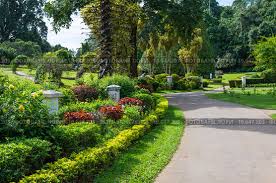 Image result for шри ланка королевский ботанический сад