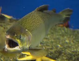 Image result for Oncorhynchus kisutch