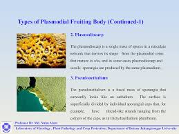 Attēlu rezultāti vaicājumam “Dictydiaethalium plumbeum spores”