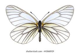 Attēlu rezultāti vaicājumam “Brenthis ino underside”