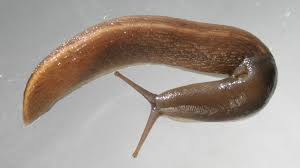 Attēlu rezultāti vaicājumam “Malacolimax tenellus”